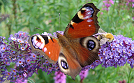 Peacock Butterfly (Inachis Io)